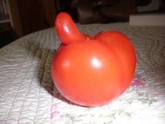 tomate_mâle.JPG