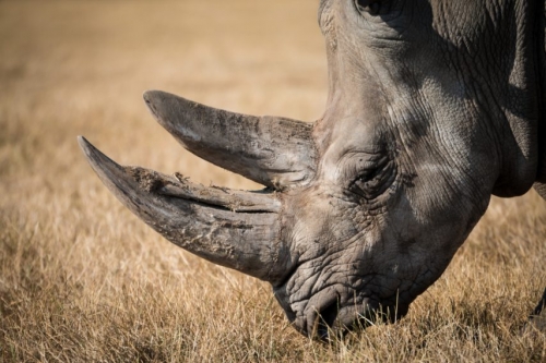 nature-animal-wildlife-wild-horn-mammal-fauna-savanna-close-up-rhino-rhinoceros-safari-103372-854x569.jpg